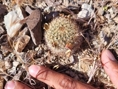 Pediocactus simpsonii