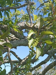 Phytolacca dioica