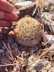 Pediocactus simpsonii