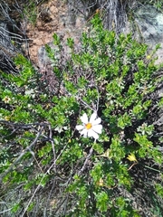 Dimorphotheca cuneata