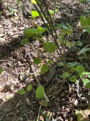 Smilax