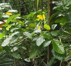 Sterculia monosperma