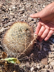 Pediocactus simpsonii