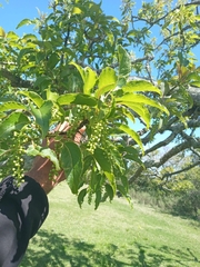 Phytolacca dioica