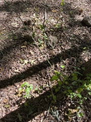 Smilax