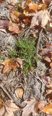 Galium labradoricum