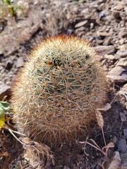 Pediocactus simpsonii