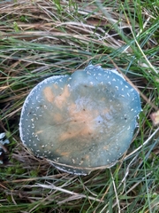 Stropharia aeruginosa