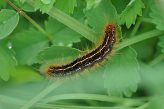 Malacosoma castrense