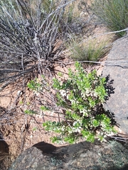 Dimorphotheca cuneata