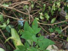 Hamadruas hieroglyphica