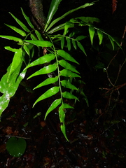 Asplenium juglandifolium