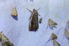 Catocala herodias gerhardi