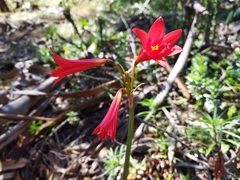 Zephyranthes phycelloides