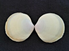 Semele proficua