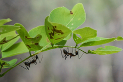 Camponotus angusticollis