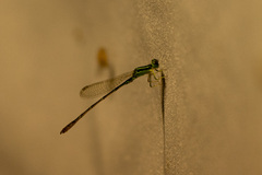 Agriocnemis minima