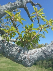 Phytolacca dioica