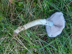 Stropharia aeruginosa