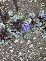 Ajuga