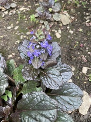 Ajuga