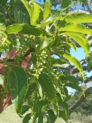Phytolacca dioica
