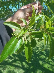 Phytolacca dioica