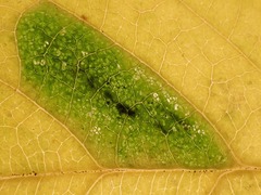 Phyllonorycter cerasicolella
