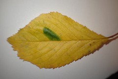 Phyllonorycter cerasicolella