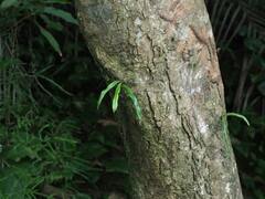 Lepisorus thunbergianus