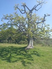Phytolacca dioica