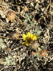 Encelia actoni