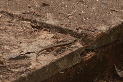 Tropidurus torquatus