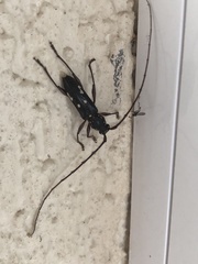 Ambonus interrogationis