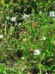 Dimorphotheca pluvialis