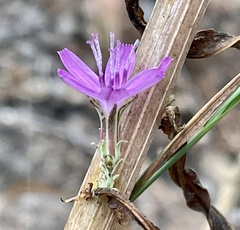Stephanomeria virgata