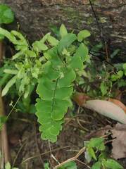 Adiantum philippense