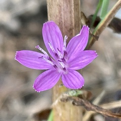 Stephanomeria virgata