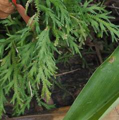 Selaginella repanda