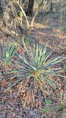 Yucca necopina