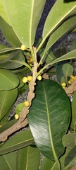 Ficus rubiginosa