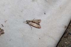 Cucullia convexipennis