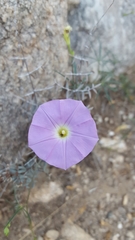 Ipomoea ternifolia