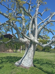Phytolacca dioica