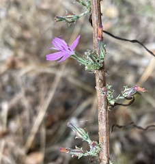 Stephanomeria virgata