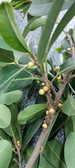 Ficus rubiginosa