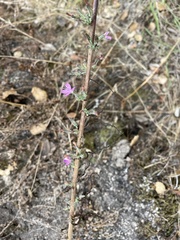 Stephanomeria virgata