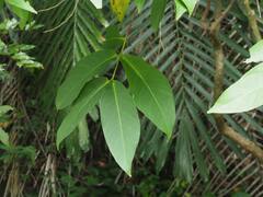 Syzygium samarangense