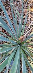 Yucca necopina