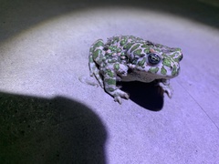Bufotes viridis sitibundus